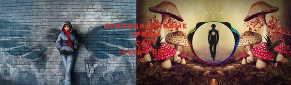 ПСИЛОЦИБИНОВЫЕ ГРИБЫ Богородск
